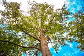 Best Lawn Dethatching  in Columbia, PA