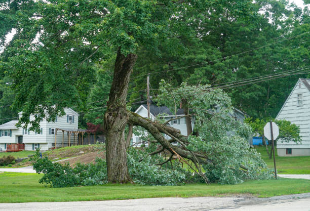 Professional  Tree Services in Columbia, PA